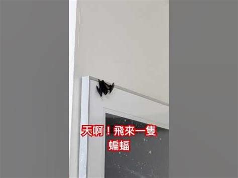 一樓本命 蝙蝠飛 進 家裡是好是壞